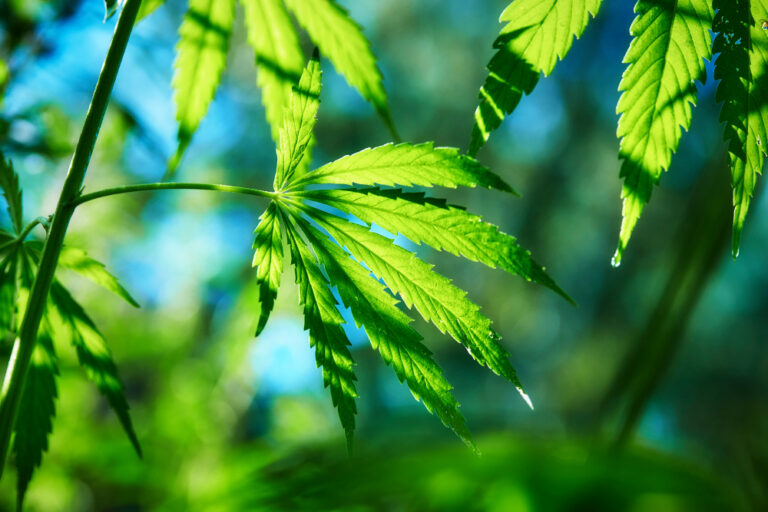 Cannabisgebruik kan leiden tot hogere anesthesiebehoefte